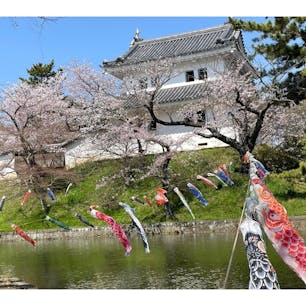 茨城県土浦市の桜の名所巡り🌸

土浦の歴史のシンボル「亀城公園」✨

ちょうど満開・見ごろを迎えていて、櫓やお堀と桜のコラボレーションが美しかったです🤗

土浦桜まつり2023も開催中なので、この機会にぜひ🎶