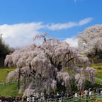 📍三春の滝桜