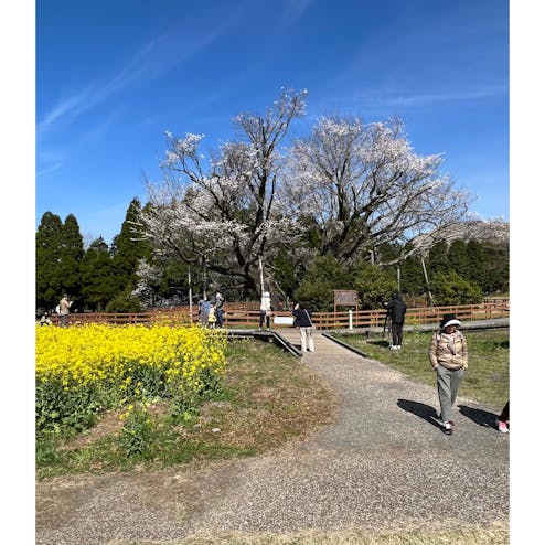 一心行の大桜