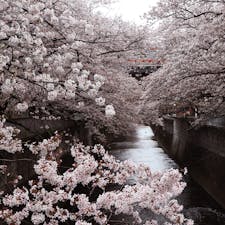 神田川沿いの桜 / Tokyo

JP東中野駅からすぐ近く、神田川沿いの橋（大東橋, 南小瀧橋, 亀齢橋, 万亀橋）から見える桜。JR総武線や中央線の車内からも綺麗な神田川沿いの桜を眺められます。
川沿いの遊歩道には、懸垂運動や平行棒運動、前屈ストレッチ運動などができる「新宿区立神田上水公園」があり、お花見しながら運動もできますよ♪

#tokyo #tokyosightseeing #cherryblossom2023 #kandagawa #kandajosuipark #bluemoon