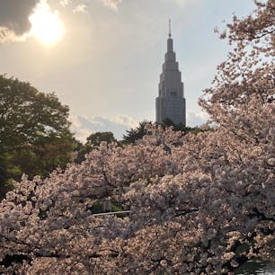 新宿御苑🌸🌸

染井吉野に枝垂れ桜、八重桜に山桜、色々な種類の桜が見れるのもこの公園の魅力

#東京
#新宿
#千駄ヶ谷