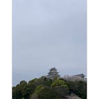 桜🌸と唐津城🏯