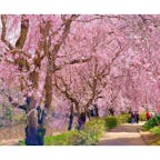 茨城県石岡市の桜の名所、「常陸風土記の丘」へ🌸

園内で特に注目のスポットは枝垂れ桜のトンネル！

池の周辺に枝垂れ桜が植えられていて、遊歩道は枝垂れ桜のトンネルに✨

この週末はソメイヨシノと枝垂れ桜のトンネルの共演が楽しめるので、この機会にぜひお花見に出かけてみて下さいね🤗
