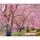 茨城県石岡市の桜の名所、「常陸風土記の丘」へ🌸

園内で特に注目のスポットは枝垂れ桜のトンネル！

池の周辺に枝垂れ桜が植えられていて、遊歩道は枝垂れ桜のトンネルに✨

この週末はソメイヨシノと枝垂れ桜のトンネルの共演が楽しめるので、この機会にぜひお花見に出かけてみて下さいね🤗