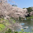 千鳥ヶ淵

桜とボートを漕ぐ人たちのコラボレーション
この時期この場所ならではの風景

#東京