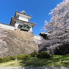 桜満開の金沢城。４月２日。