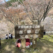 吉野山　上千本・中千本・下千本
片道2時間弱の山登りの甲斐があり綺麗な桜を観る事が出来ました。