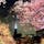 新宿御苑で開催中のイベント「NAKED桜の新宿御苑2023」。幻想的な光と桜とのコラボレーションを楽しめるほか、自分の名前が表示される体験型アートも楽しめますよ♪

#東京 #新宿 #新宿御苑 #桜 #naked桜の新宿御苑2023 #サトホーク