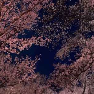 春日公園
2023.4.2
散り始め