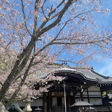 和歌山県岩出市　根来寺
和歌山有数の桜の名所を訪れました。