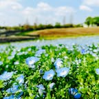 4月2日
季節によっていろいろなお花畑が出現する愛知牧場。
今の季節はネモフィラがキレイでした！