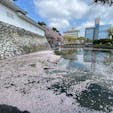 桜満開の富山城。お堀は花筏でいっぱいでした。