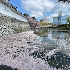 桜満開の富山城。お堀は花筏でいっぱいでした。