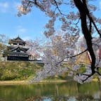 桜満開の高田城跡公園。平日にも関わらずすごい人でした。