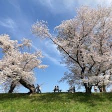 京都　背割堤の桜並木

本当にきれいな
桜並木のトンネルを散歩してきました。