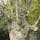 春日大社のムクロジ
宿り木のような此の木は、奈良春日大社の敷地内に有ります。ムクロジの木から竹が出て居ます。

#サント船長の写真