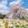 金毘羅参りをした記念に植樹された金毘羅桜。

ここは個人のお庭で、無料で開放されているのです。




#金毘羅桜 #福島県 #石川郡 #olive