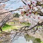 奈良
宇陀川桜並木　猟路の桜

満開すぎの
桜吹雪に出会いました
散り際もまたいい感じ