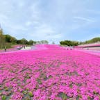 とろとろしていたら、もう満開の知らせが！

市貝町の芝桜公園は本州最大級の面積と言われています。





#市貝町芝桜公園 #栃木県市貝町 #olive