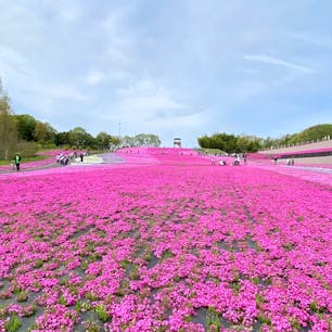 とろとろしていたら、もう満開の知らせが！

市貝町の芝桜公園は本州最大級の面積と言われています。





#市貝町芝桜公園 #栃木県市貝町 #olive