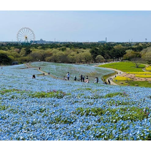 国営ひたち海浜公園
