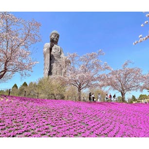 ギネスにも認定されている、世界最大の青銅製仏像の「牛久大仏」へ🤗

あまりの大きさにビックリ！

仏像様の中に入って、景色を眺めたり、写経体験することもできます✨

四季折々の花々や庭園も美しいので、茨城観光の際にはぜひ訪れてみてください🎶