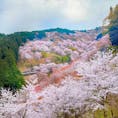 📍奈良県 吉野山
満開に咲き誇る吉野山の桜🌸