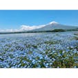 山梨「大石公園」

昨年5月、富士大石ハナテラスの隣にある大石公園に足を運びました。ちょうどモネフィラが咲いていてとっても綺麗でした。天気もよく、富士山もみることができて大満足♪

モネフィラ以外にも、コキアやラベンダーなど四季折々の植物を楽しめます‼︎