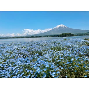 山梨「大石公園」

昨年5月、富士大石ハナテラスの隣にある大石公園に足を運びました。ちょうどモネフィラが咲いていてとっても綺麗でした。天気もよく、富士山もみることができて大満足♪

モネフィラ以外にも、コキアやラベンダーなど四季折々の植物を楽しめます‼︎