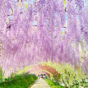 #福岡　#北九州　#河内藤園