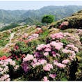 星の花公園

福岡県八女市星野村にある、約3万坪の山の上の花公園。
標高約500メートルから見下ろす眺めは最高です。

春（4月〜）には、約3万本の和洋のシャクナゲが楽しめます。

秋は、ダリアの時期（9月〜11月頃）がおすすめ。

開花時期を確認して、訪れてみてください。