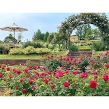 バラシーズンの「いばらきフラワーパーク」へ✨

900品種もの春バラが見ごろを迎えていて、主に7つのエリアで趣の異なったバラを鑑賞することができます🌹

バラはもちろんのこと、里山や芝生広場、グランピングエリアなどもあり、1日たっぷり楽しめます❣️

バラグルメもお忘れなく😋🎶