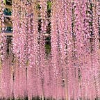 栃木・あしかがフラワーパークで撮影した藤の花。今の時期はライトアップした美しい藤の花を見れますが、日中も美しい花が見られるほか、ツツジの花も見れますよ♪

#栃木 #足利 #あしかがフラワーパーク #藤 #ライトアップ #ツツジ #旅田サトシ