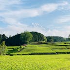 静岡　大淵笹場

茶畑の奥に富士山
の絶景スポットでした