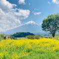 山梨　大石公園　河口湖

富士山と菜の花
富士山とネモフィラ