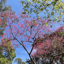 台湾の桜(寒緋桜) 
2月に行った際に淡水の近くに滬尾桜花大道という桜の名所があることを知り、寄ってみました。