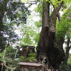 来宮神社の大楠