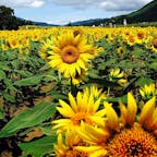 夏といったら、やっぱりコレでしょ(^^)