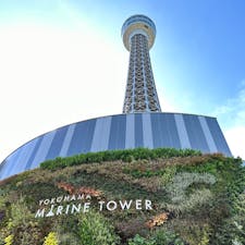 2022年9月にリニューアルオープンした「横浜マリンタワー」。緑を生かした展望タワーで元町や中華街、みなとみらいといった横浜の街並みを楽しめます♪

#神奈川 #横浜 #山下公園 #横浜マリンタワー #元町 #中華街 #みなとみらい #旅田サトシ