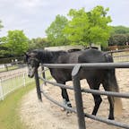 兵庫県にある「三木ホースランドパーク」
広い敷地の中にある「エクウスの森」では小さい子供まで馬と触れ合えます。
入館料や駐車場は無料！