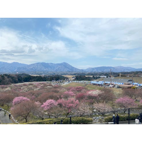 いなべ梅まつり