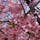 桑名の河津桜まつり
めっっっちゃ綺麗で毎年行きたいくらい🌸
#202303 #s三重