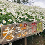 📍孝子さんの花畑
志々島の孝子さんの花畑は島の丘陵地を個人で整備している花畑です。