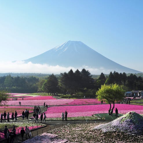 富士芝桜まつり