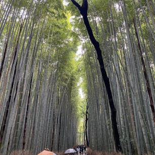 京都　嵐山
竹林の小径　渡月橋