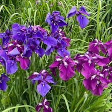 これから見ごろを迎えるあやめの花。千葉・佐原にある「水郷佐原あやめパーク」では、5月下旬から6月中旬にかけて「水郷佐原あやめ祭り」が開催されます。
舟に乗りながら、美しいあやめの花、見てみませんか？

#千葉 #佐原 #あやめ #水郷佐原あやめパーク #水郷佐原あやめ祭り #旅田サトシ