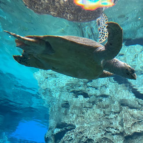 名古屋港水族館