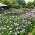奈良県にある馬見丘陵公園の花しょうぶが、今年も見頃を迎えています。菖蒲園には、約100品種、３万株の花しょうぶが植えられており、色の豊富さに驚きます。

同じ頃、あじさいも見頃となります。種類も様々で、普段なかなか見かけないものもあります。

2023年6月10日〜6月11日には、馬見花菖蒲まつりも開催。キッチンカーやパン屋さんの出店のほか、イベントも行われます。