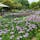 奈良県にある馬見丘陵公園の花しょうぶが、今年も見頃を迎えています。菖蒲園には、約100品種、３万株の花しょうぶが植えられており、色の豊富さに驚きます。

同じ頃、あじさいも見頃となります。種類も様々で、普段なかなか見かけないものもあります。

2023年6月10日〜6月11日には、馬見花菖蒲まつりも開催。キッチンカーやパン屋さんの出店のほか、イベントも行われます。