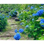 茨城県つくば市の、知る人ぞ知る紫陽花スポット「筑波山梅林」！

筑波山の中腹、標高約250m付近に位置する市営の梅林なのですが、梅雨の時期は紫陽花の名所としても知られています。

約1,000株以上の色とりどりの紫陽花が斜面に咲き誇り、初夏の訪れが感じられます🤗

梅のシーズンに比べると空いていて、入園無料で心行くまでじっくりと鑑賞できます♪

散策後は園内にある「筑波山おもてなし館」での休憩がおすすめ☕️

ブルーベリーカフェオレなど、ここでしか味わえないオリジナルメニューも豊富にあるので、ぜひ合わせてチェックしてみて下さいね✨